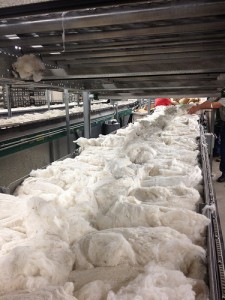 TALL PAN Cotton