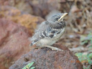 BabyBird