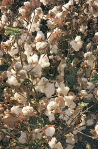 TALL Cali Cotton