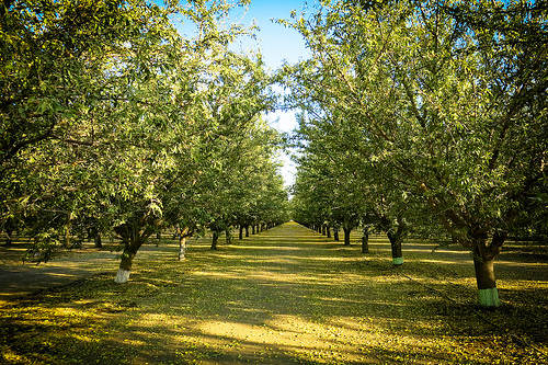 TALL Cali Orchard