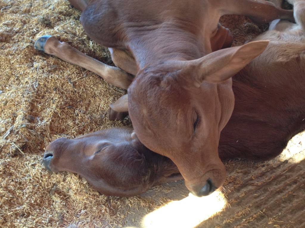 Brazilian cattle show ExpoZebu