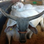 Brazilian cattle show ExpoZebu