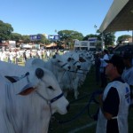 Brazilian cattle show ExpoZebu
