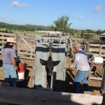 Working Cowboys on Ranch