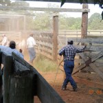 Working Cowboys on Ranch