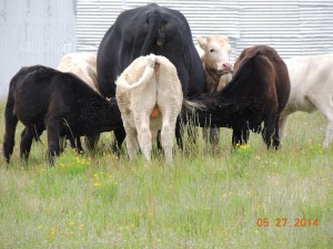 3 Calves Nursing on One Momma