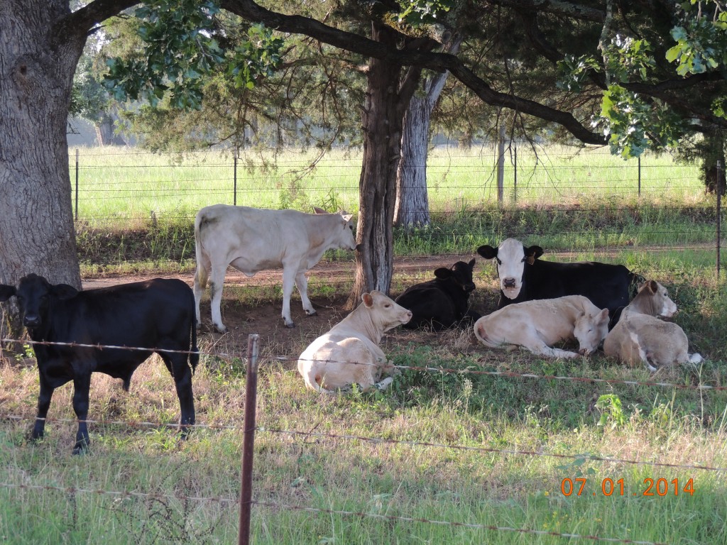 Cow resting with calves