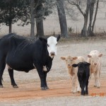 Momma Cow and 3 calves