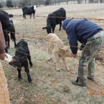 Calve being bottle fed by cowboyy