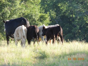 Cow with calves