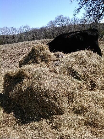 Calf hidden in hay