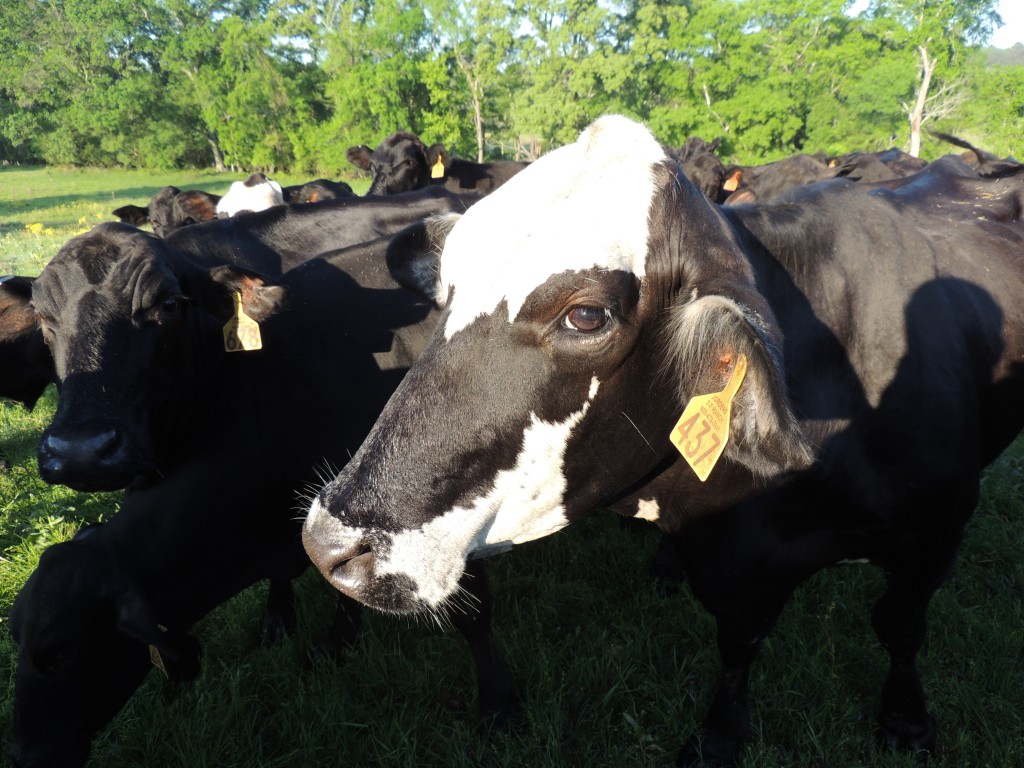 Happy Texas Cow