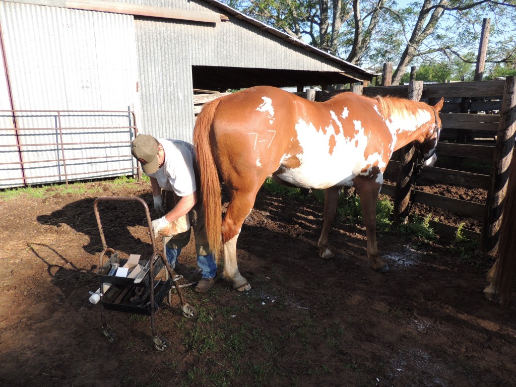 Horse getting new shoes