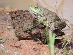 Frog