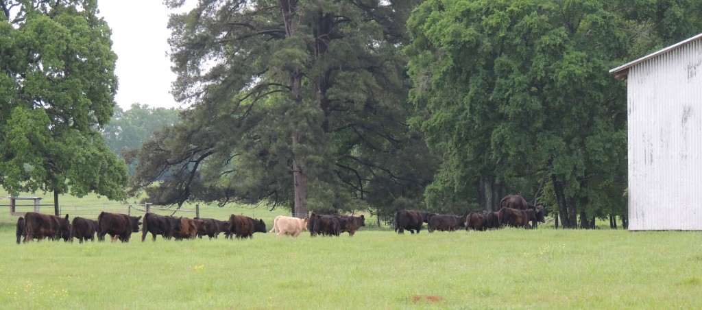 Cows being led to the barn