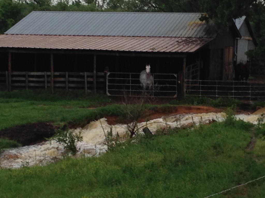 Lefty in the barn