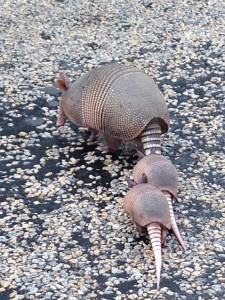 Armadillos in the road