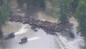 cattle-in-floods