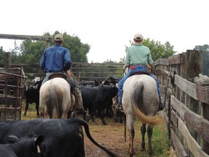 Herding Cattle in Pin