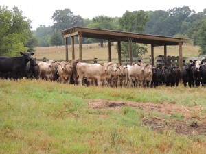 Cattle on Ranch