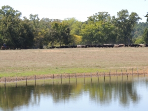 cowboys drive cattle