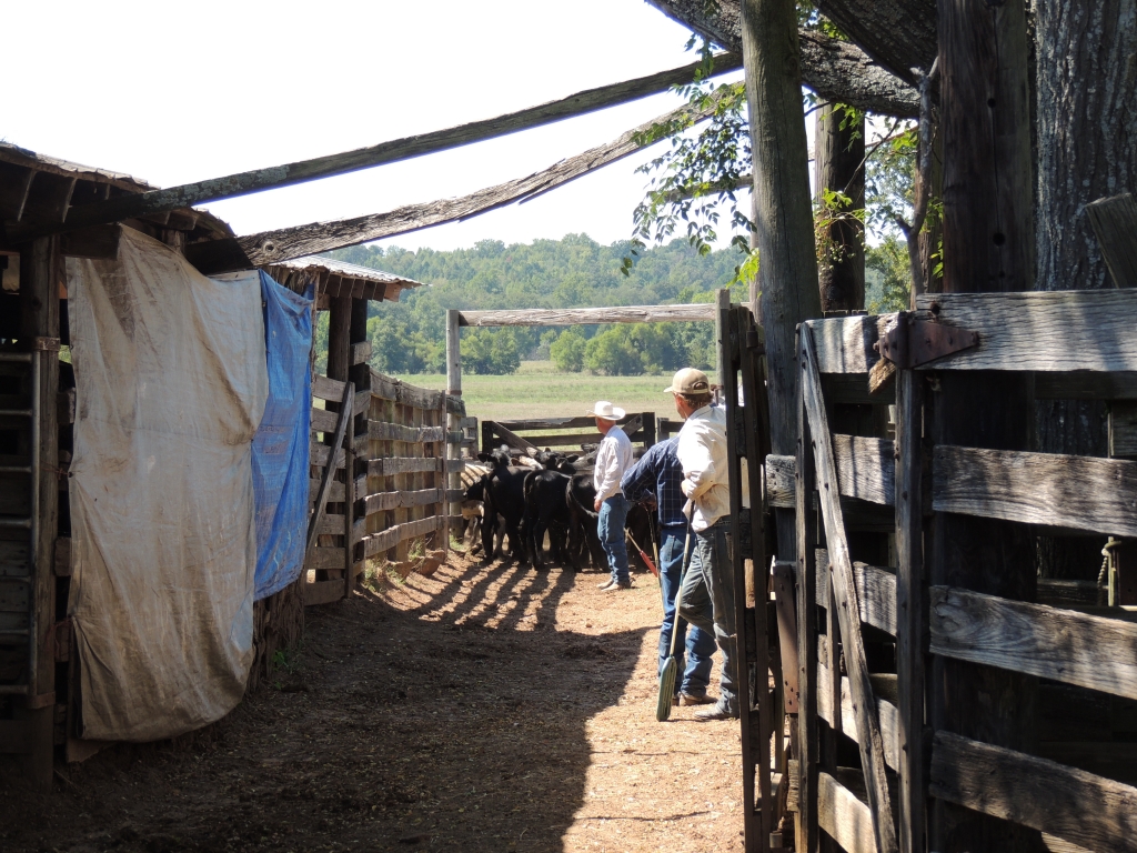 sorted cattle in pins