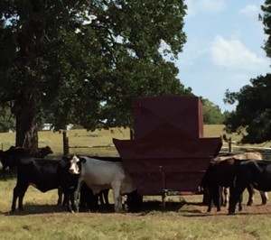 Calves at Feeder