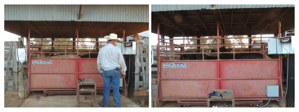 cattle on scales 