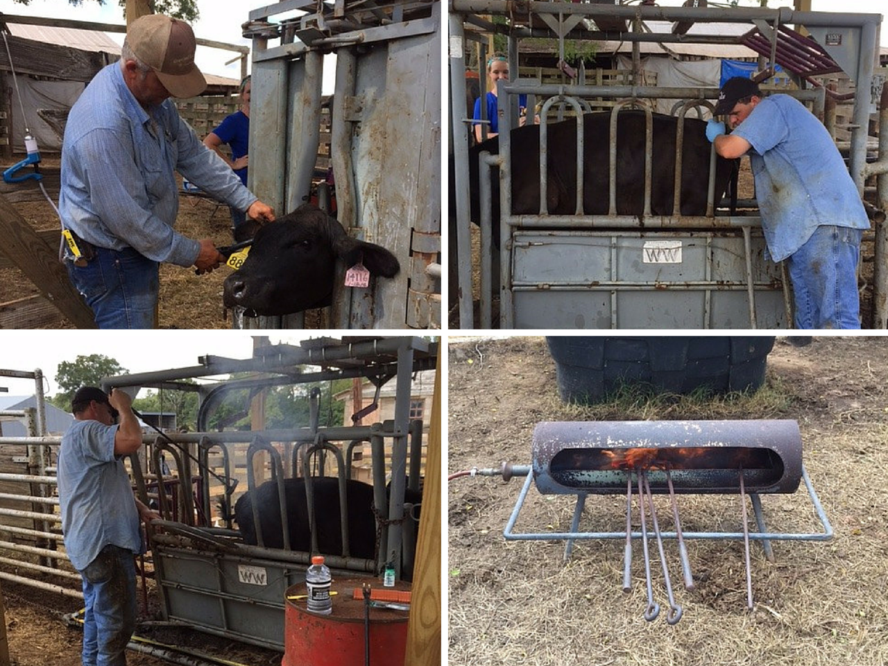 4 pics in 1 - branding, tagging and testing cattle