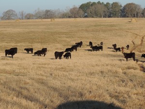 cows-in-pasture