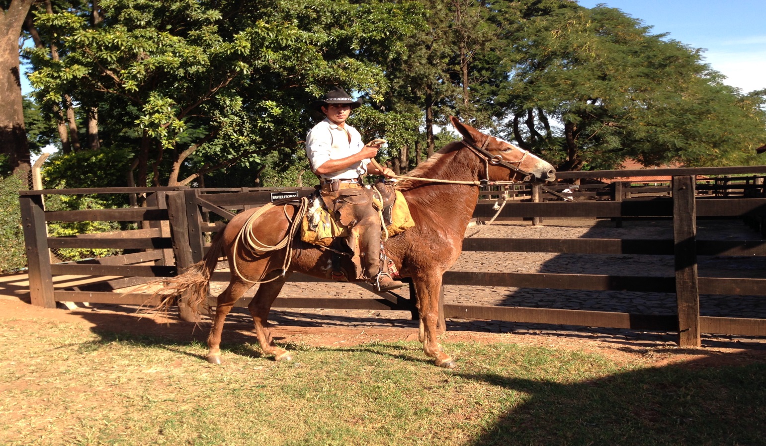 Brazilian Cowboy on Horse