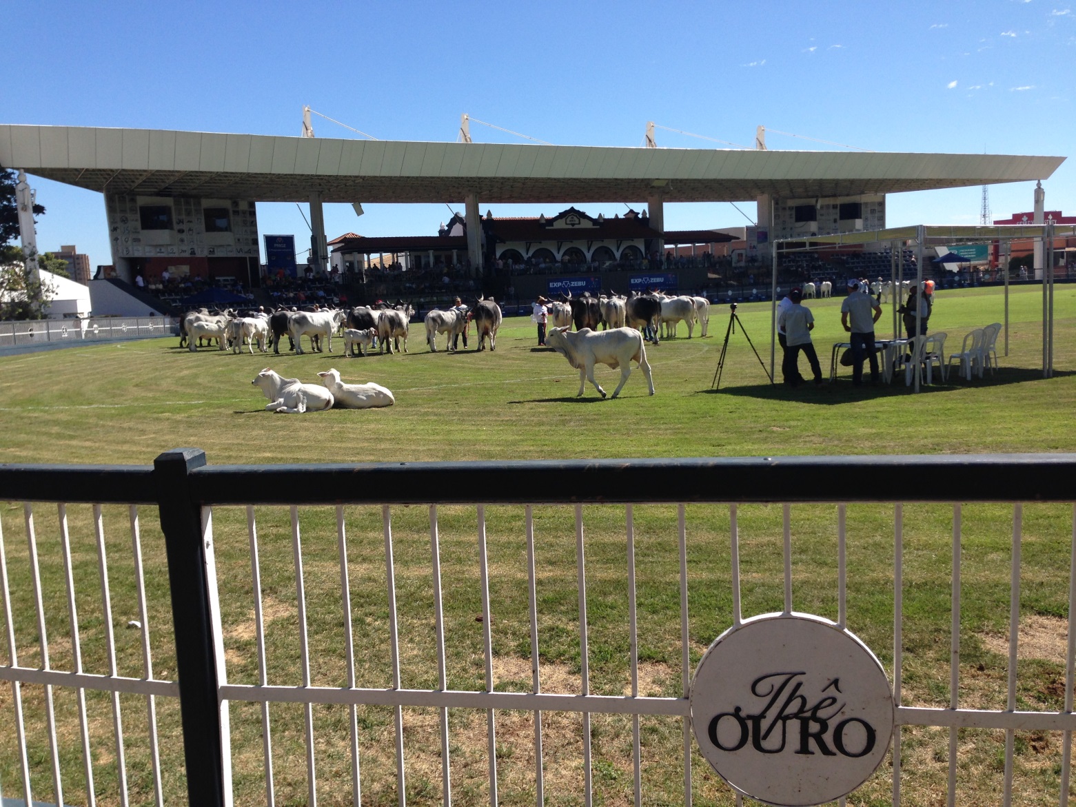 Brazilian cattle show ExpoZebu
