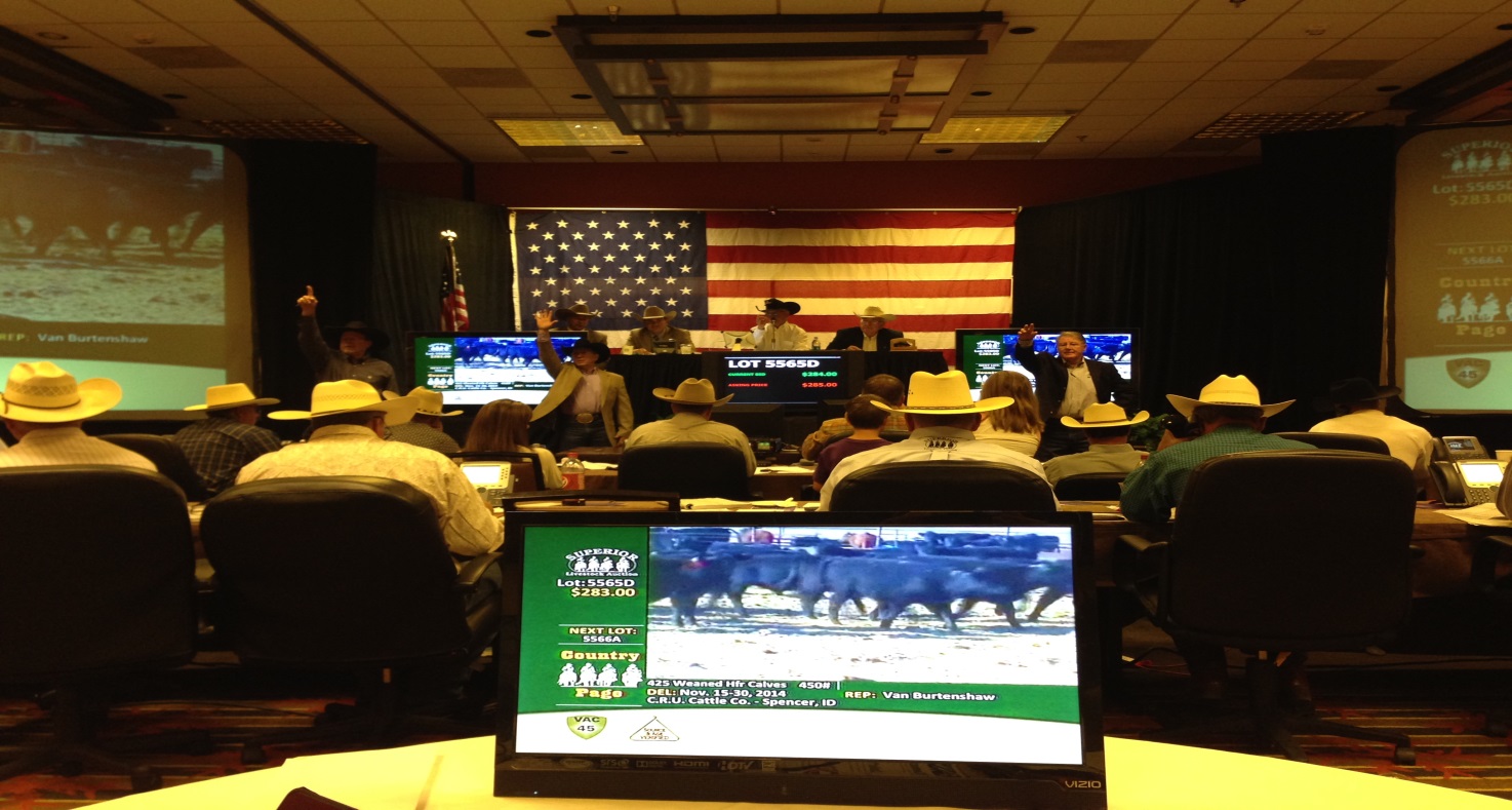 Superior Livestock Auction