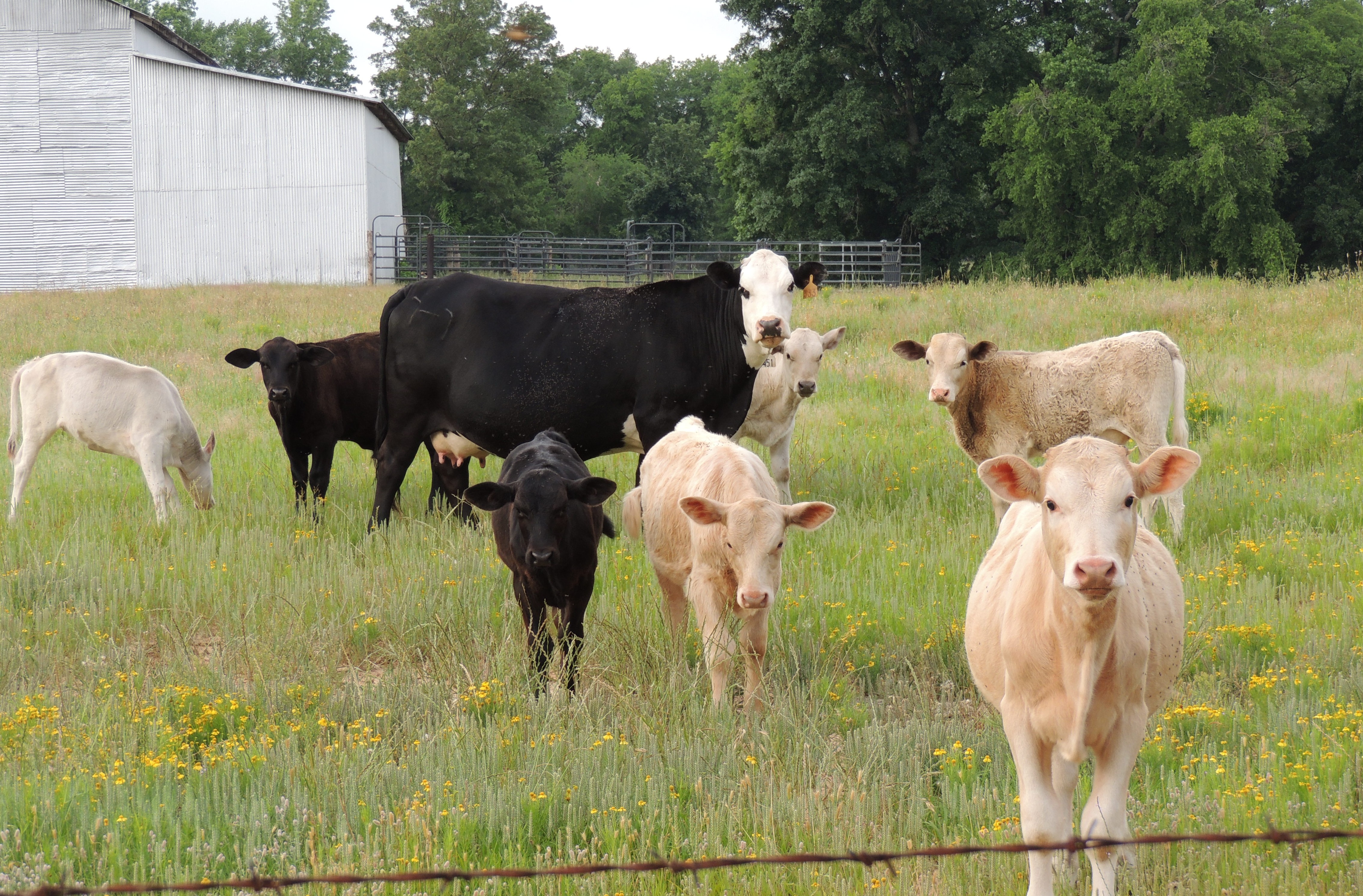 Momma Cow with Calves
