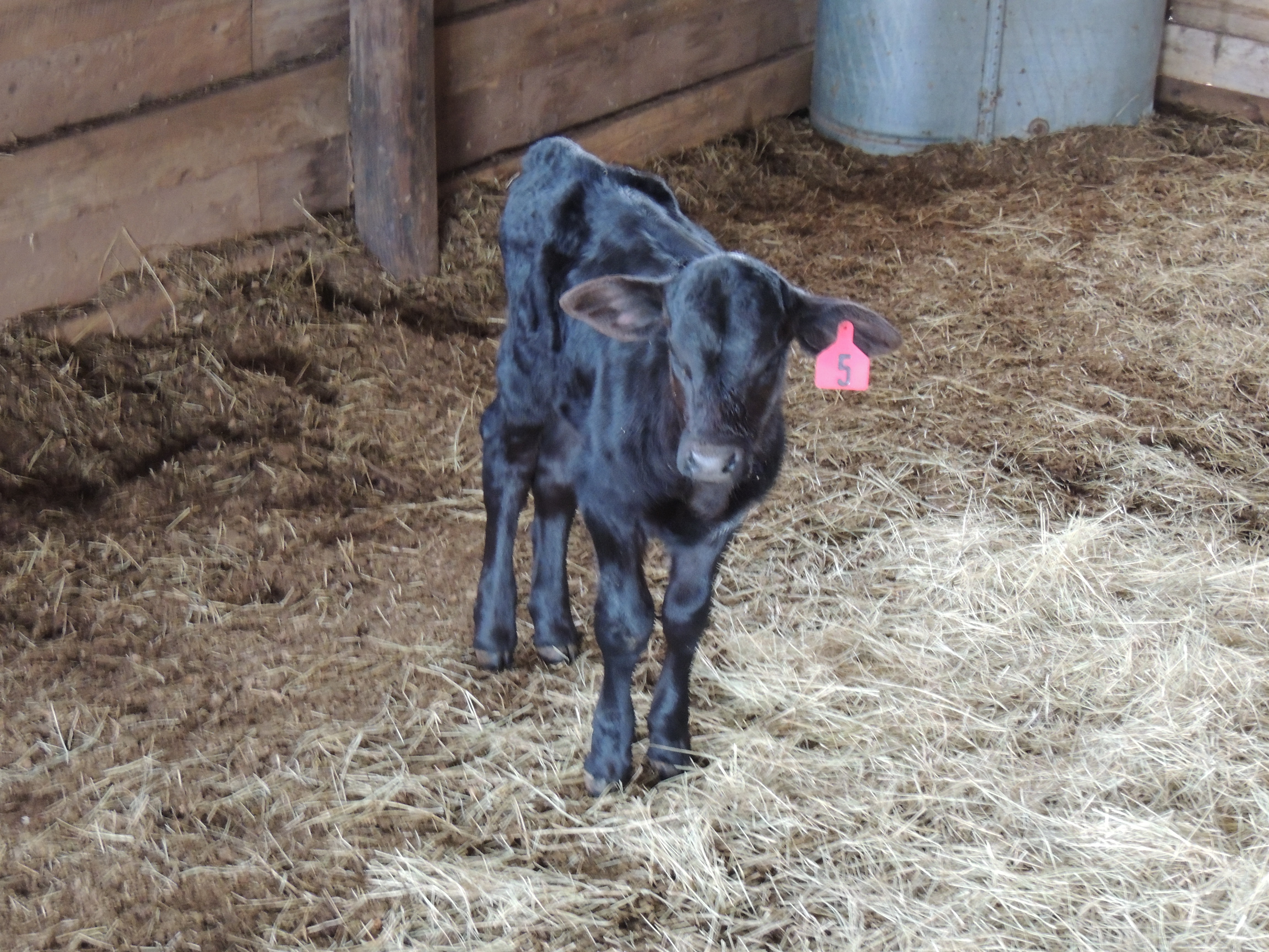 Pepper the Brangus Calf - Texas Rancher Girl