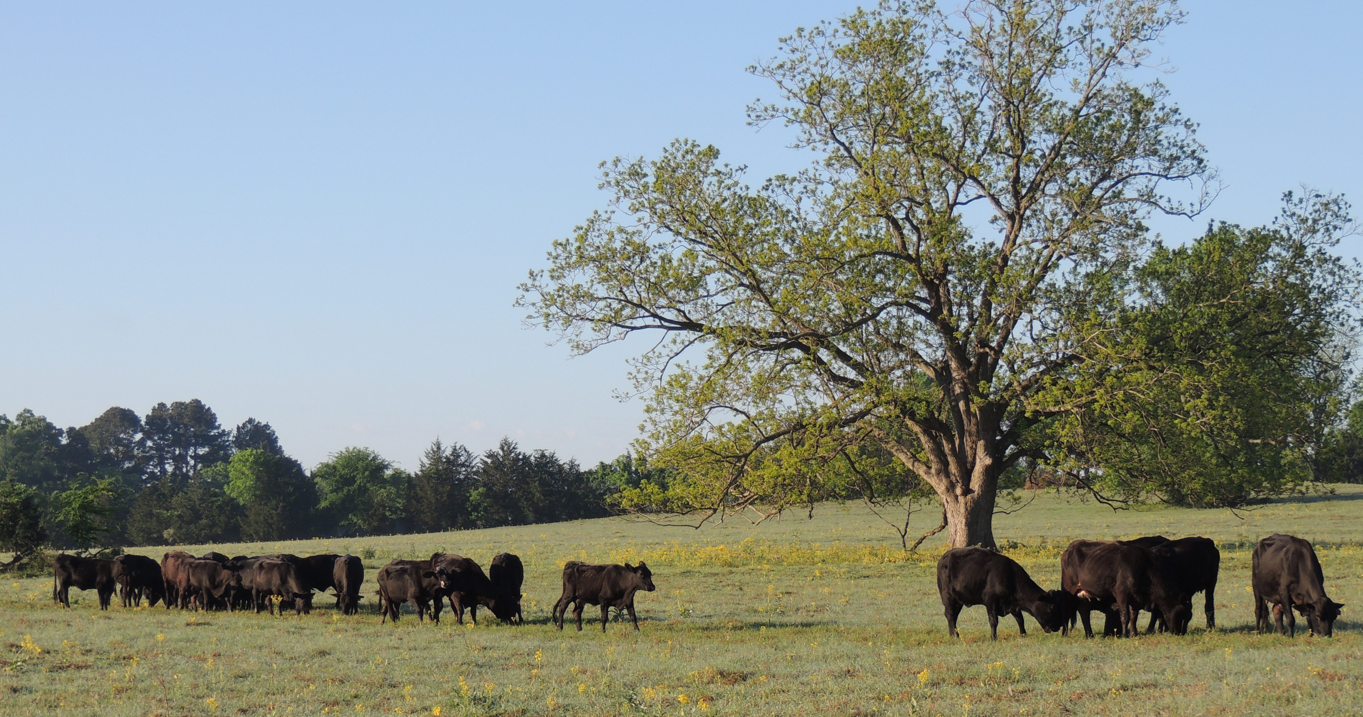 Herd of Cows on Ranch